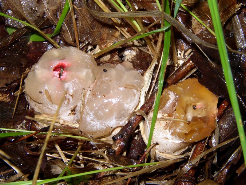 Oeufs d'Anthurus d'Archer